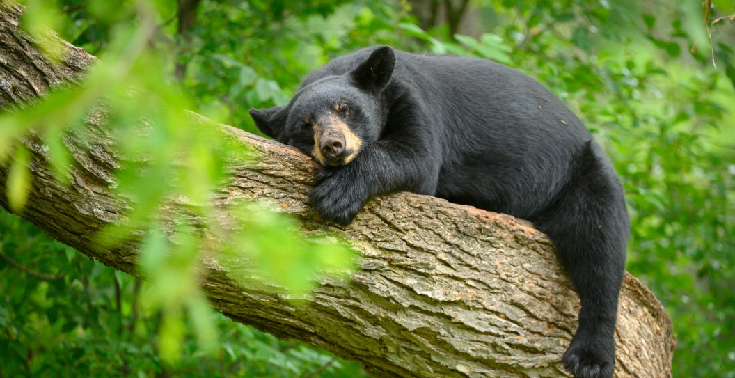 Grandfather Dies After Bear Falls Out Of A Tree On Top Of Him