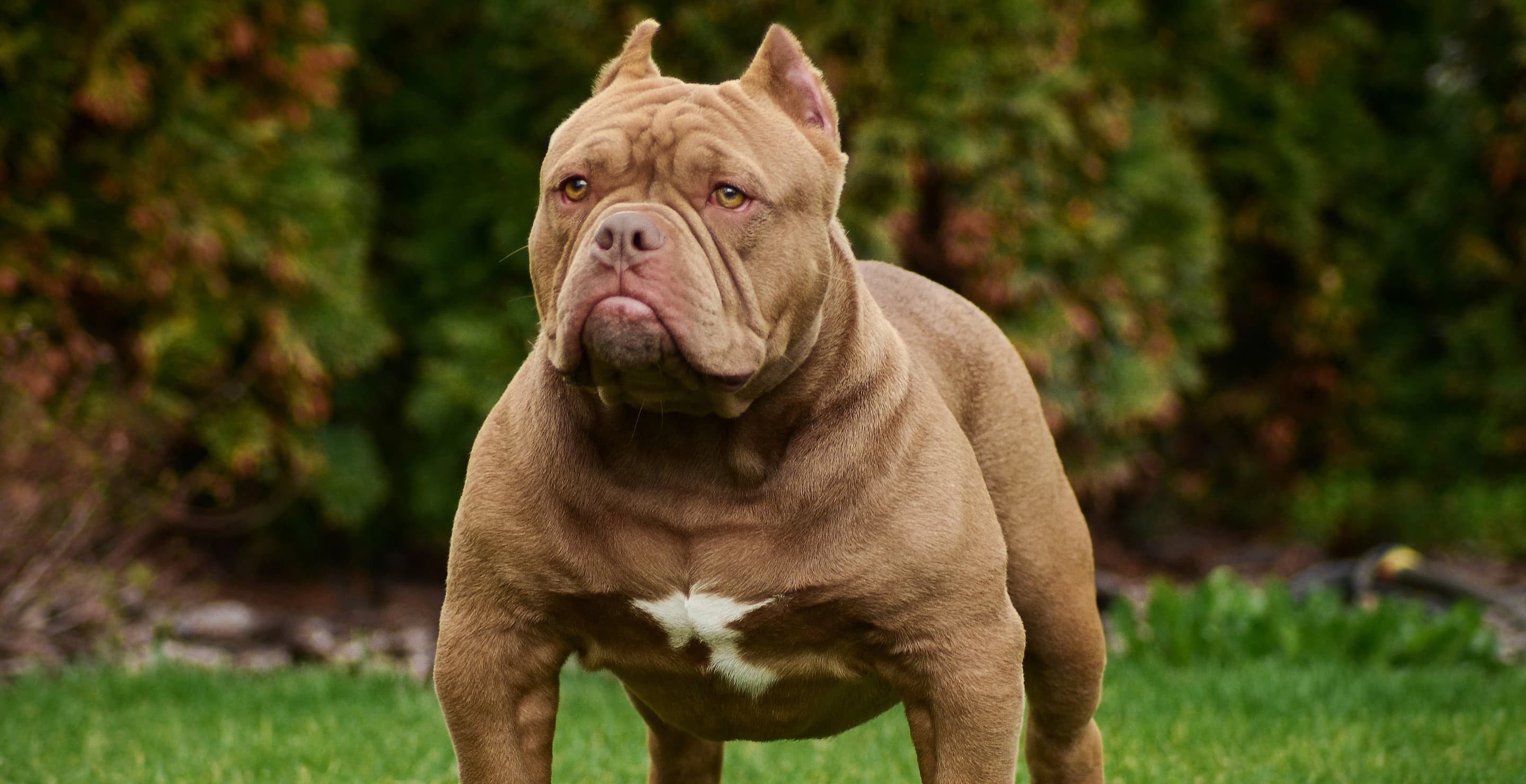Terrifying Footage Shows Moments Before Dogs Mauled Man To Death In Front Of 4-Year-Old Son