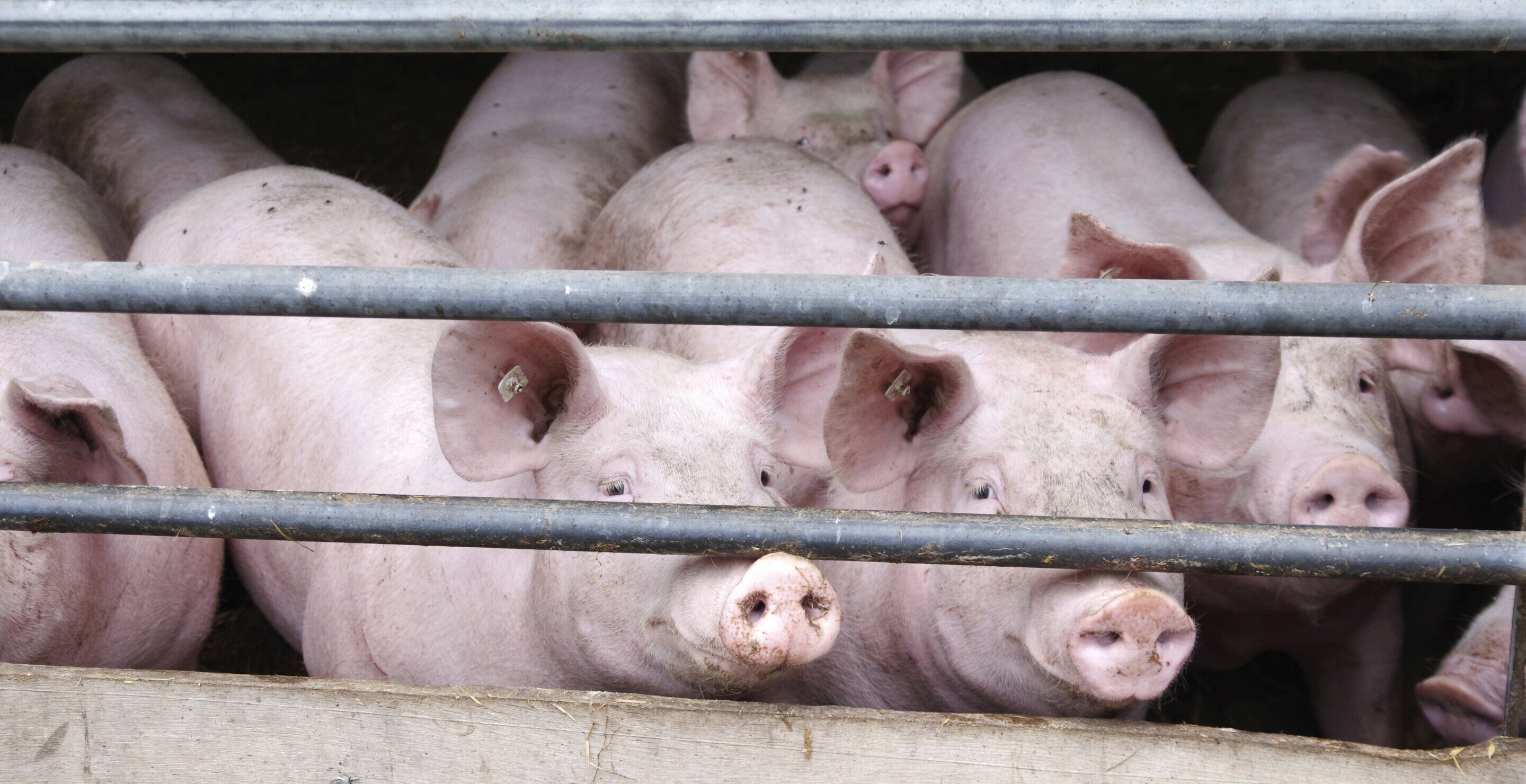 75-Year-Old Woman Mauled To Death By Neighbor's Pigs
