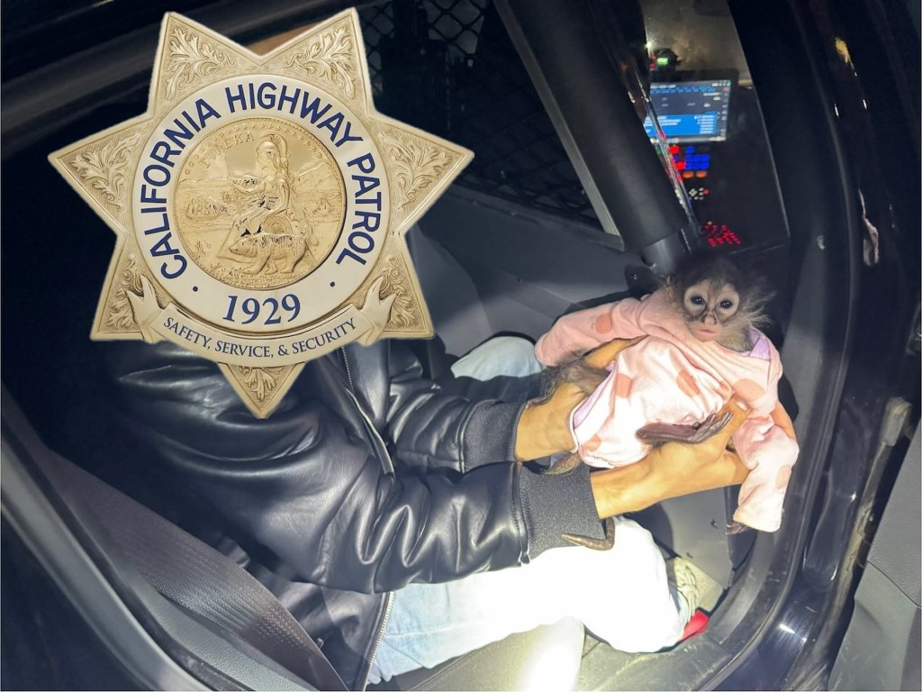 California police holding baby spider monkey after DUI arrest.