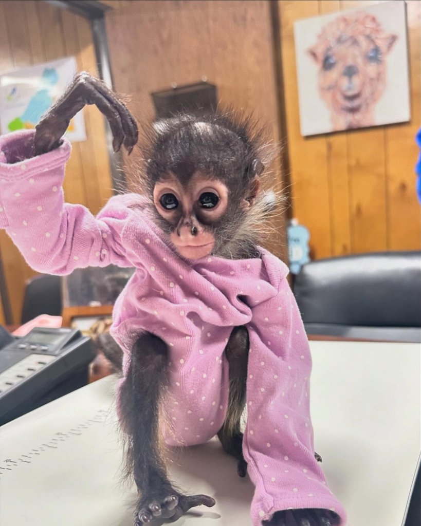 Baby Spider Monkey