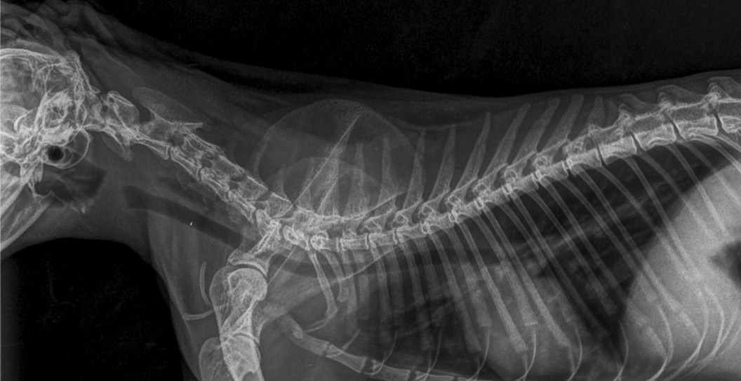 Woman Sues Vet For Allegedly Leaving Surgical Instrument Inside Her Dog For Three Years