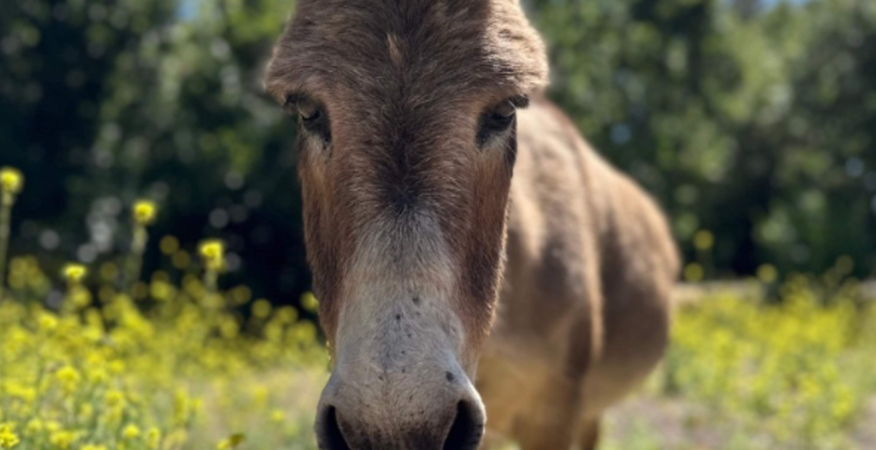 real life shrek donkey dead