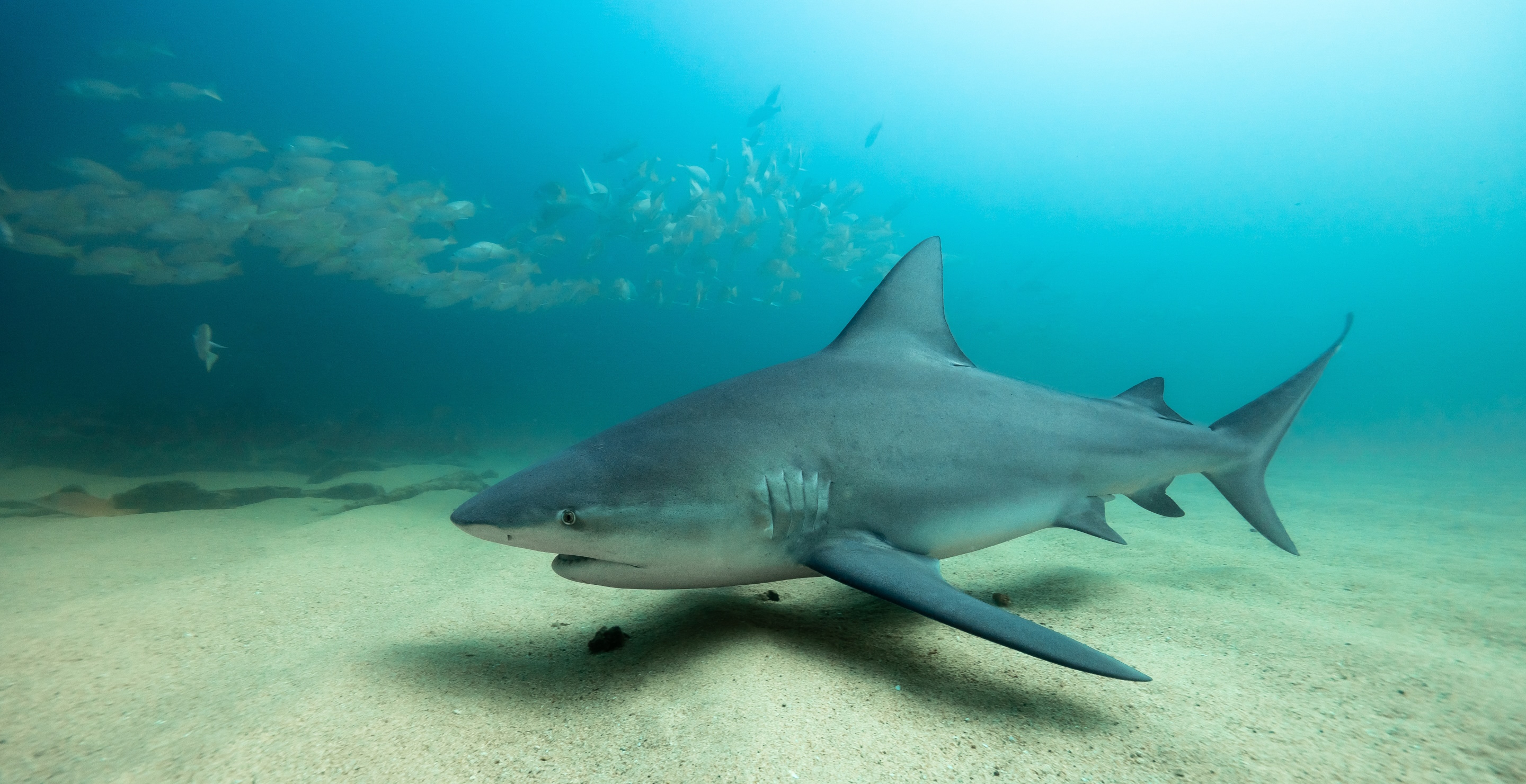 Family Recalls 'Nightmare' Moment When A Woman Lost Both Hands In Shark Attack
