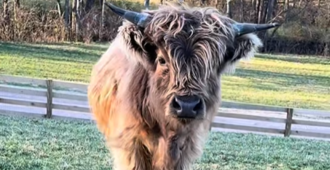 Bunnie XO's Cow Crunch Adorably Moos Along To 90's R&B