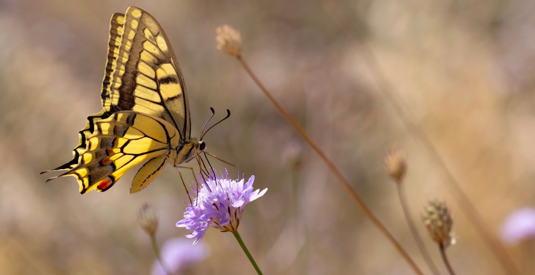 Heart Wrenching Final Days Of Teen Who Injected Himself With Mashed Up Butterflies