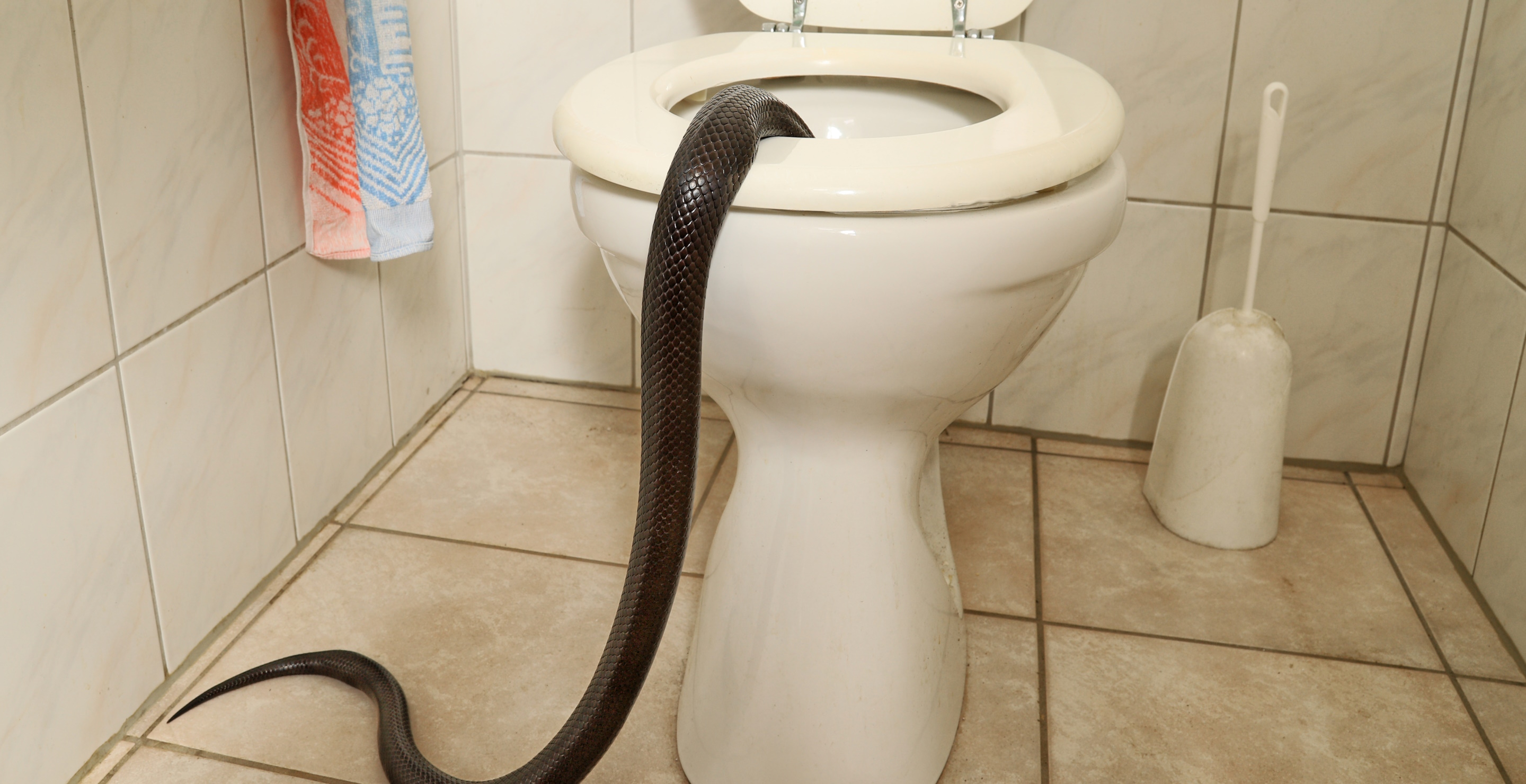 Venomous Snake Known As "Most Dangerous Cobra In South Africa" Found Lurking In Toilet
