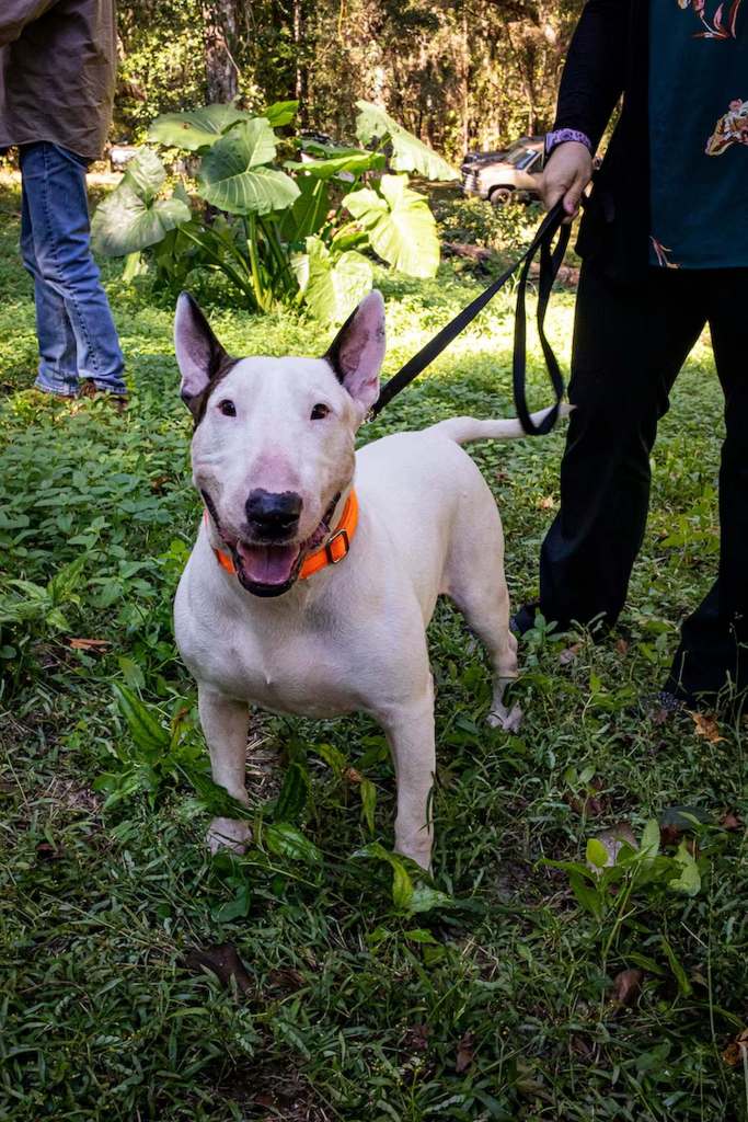 Florida Rescue Dog Beats Cancer After Left For Dead During Hurricane Milton - Trooper