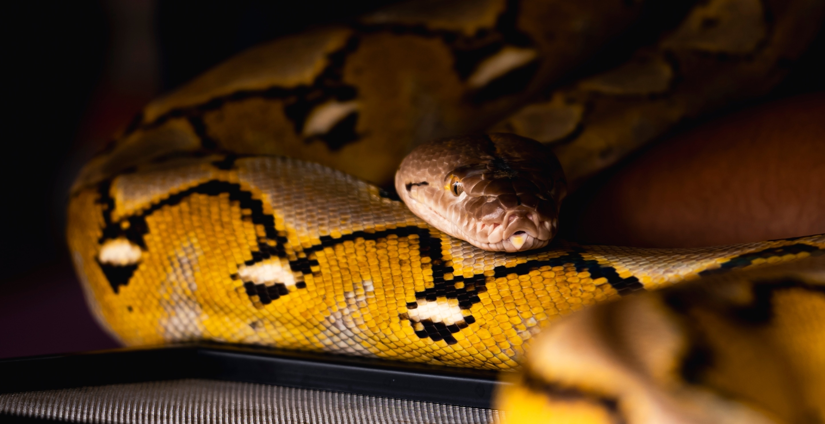 Georgia Man Blew Up Woman’s Home, Allegedly Threatened To Set Python On Daughter