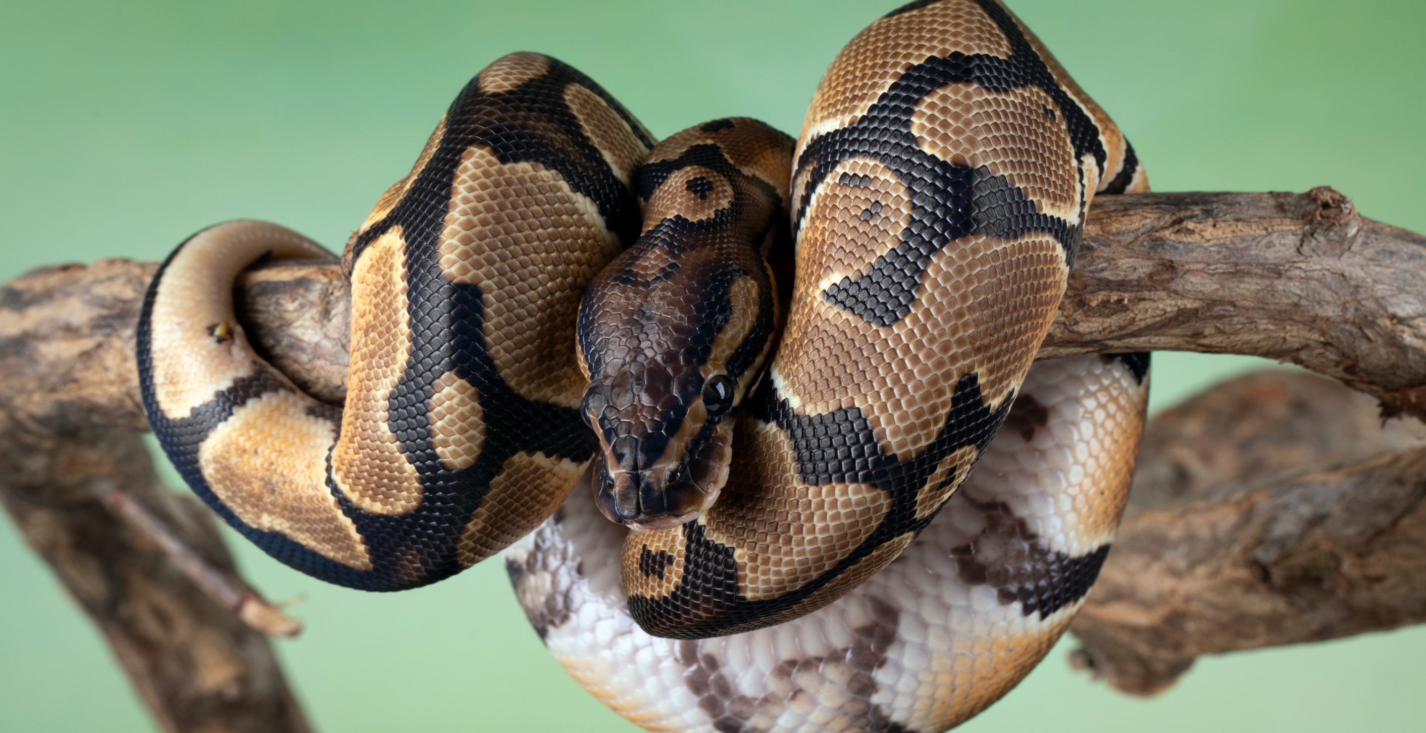 Tennessee Thieves Robbed Convenience Store Using Pythons