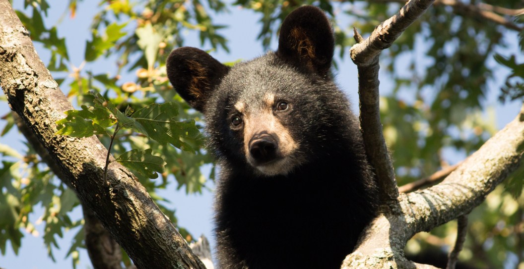 Black Bear Napping Tree Outside Of Tree Triggers Response From Law Enforcement