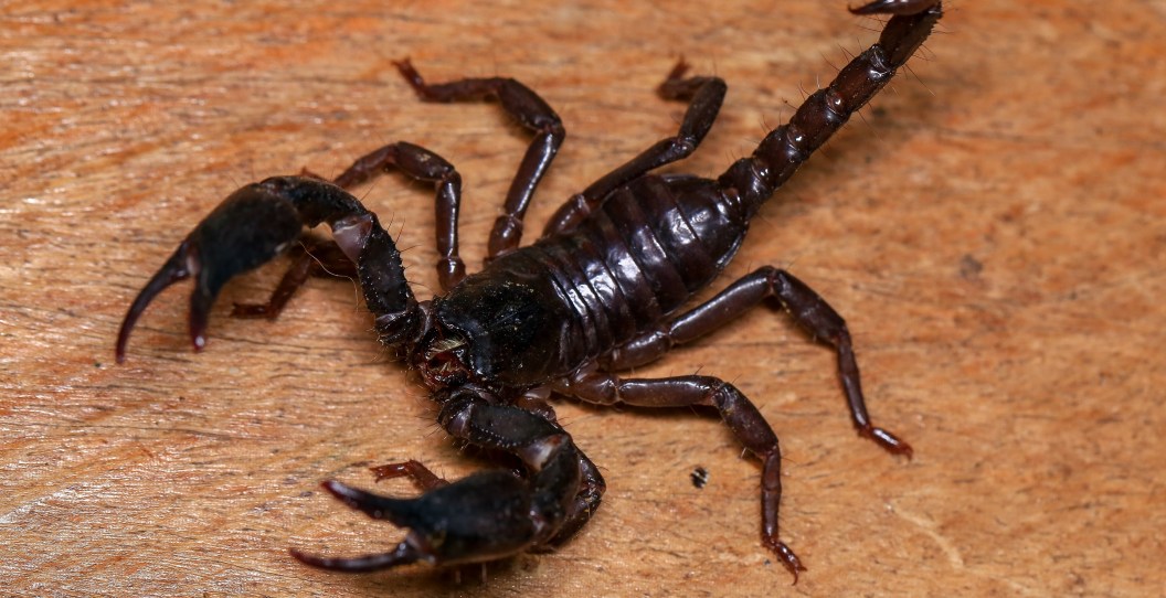 Scorpion