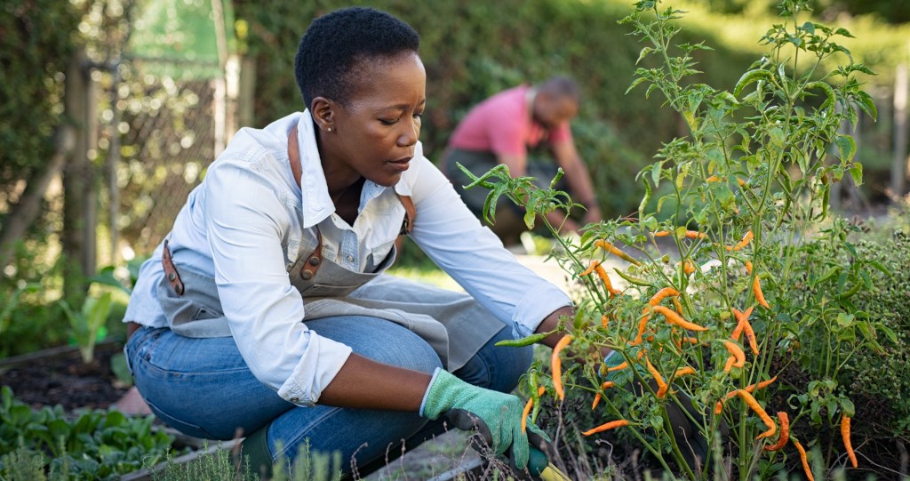 woman picking hot peppers in a garden