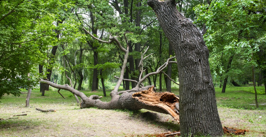 Father And Son Tragically Die After Sheltering Under Tree During Storm