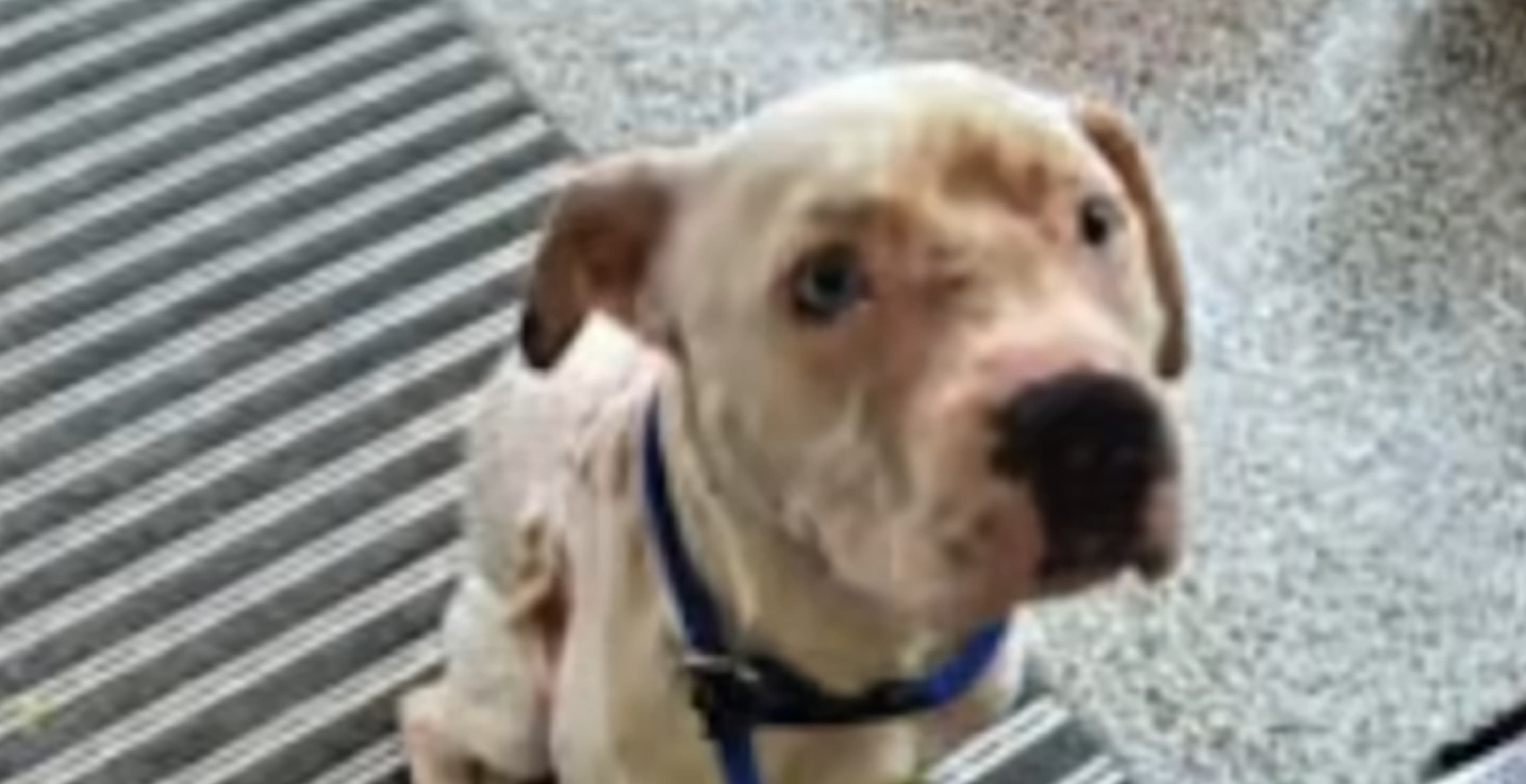 Stabbed Dog