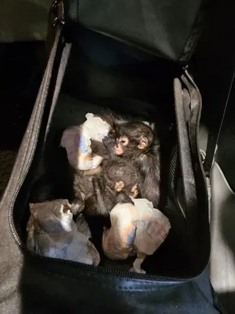 Texas Man Caught Trying To Sell Rare Baby Spider Monkeys On Facebook