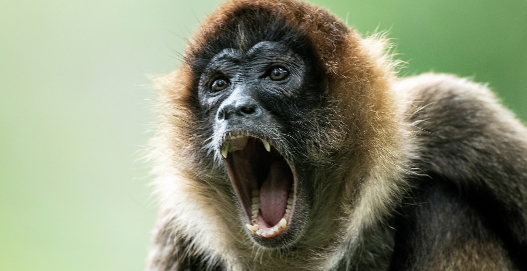 COSTA RICA-ENVIRONMENT-ANIMALS