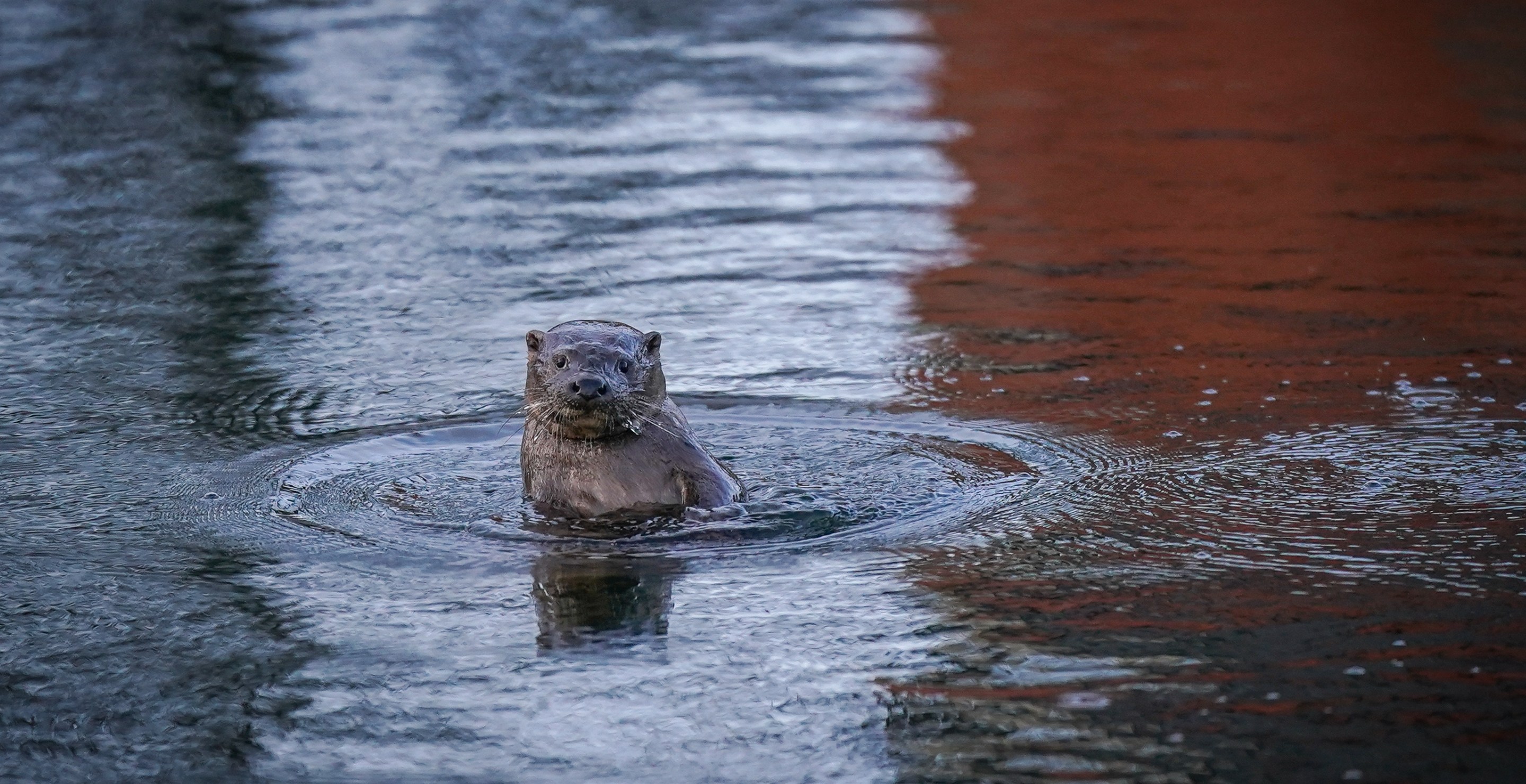 Woman Attacked by Wild Otter at Local Marathon in North Carolina - Wide ...
