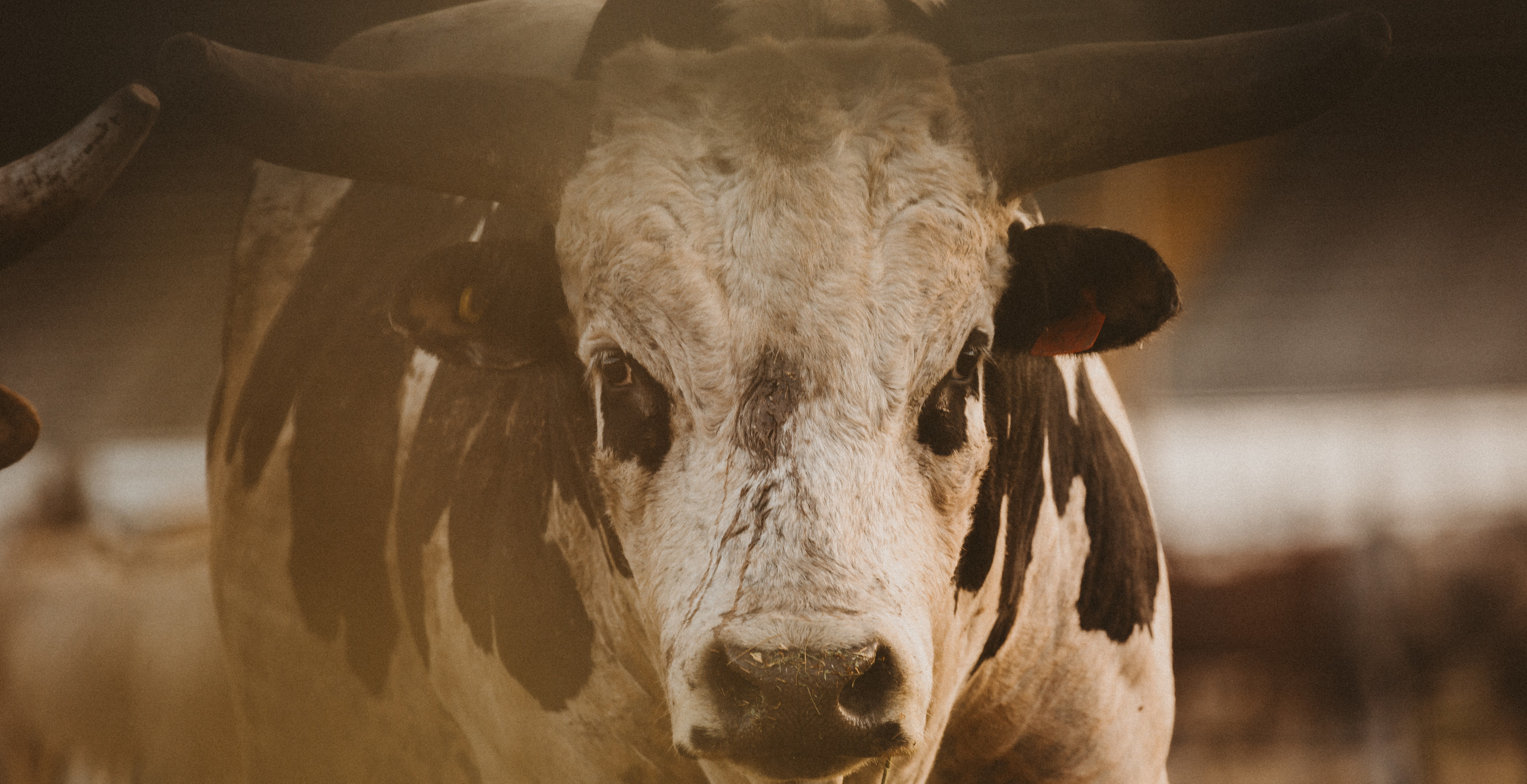 Texas Judge Blasts Rodeo for Sexism and Racism After Being Removed from Venue
