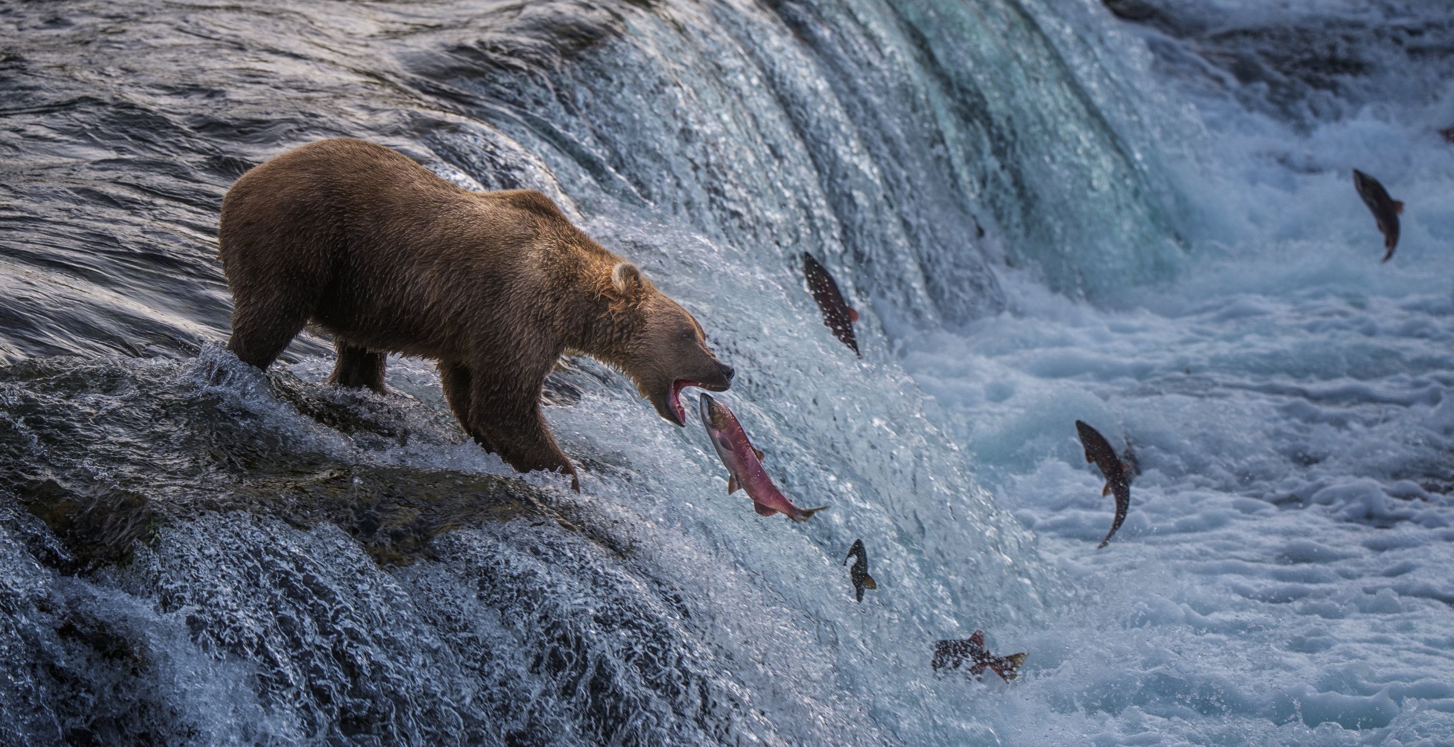 ANCHORAGE, ALASKA - JULY 30: A Brown bear catches salmon at the top of Brooks Falls at Katmai National Park and Preserve on July 30, 2025 in Alaska. (Photo by Hu Xiaolin/VCG via Getty Images)