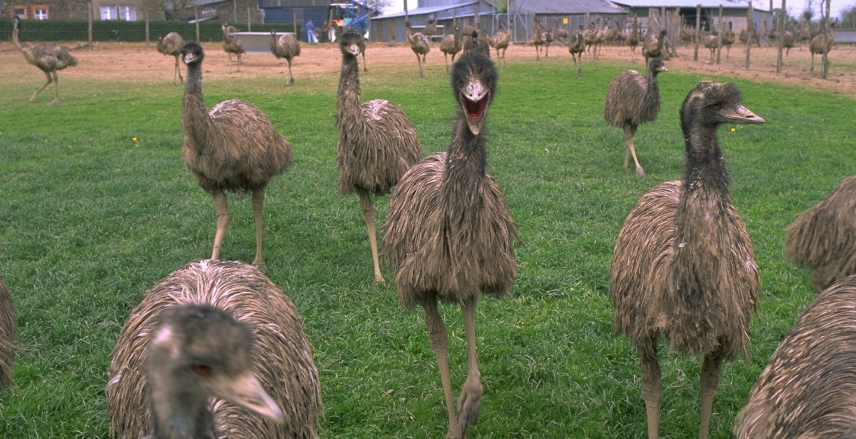 Escaped Emu Captured by Animal Control After Running Wild Through Nashville