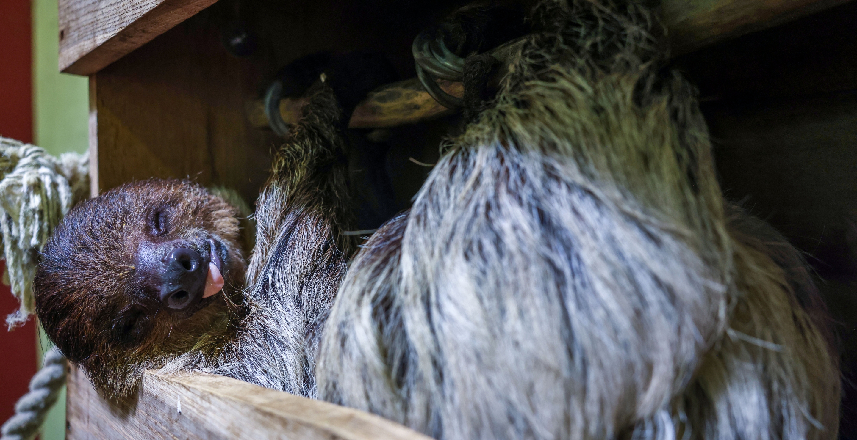 Florida “Sloth World” May Not Open as Planned Due to Death of 31 Sloths