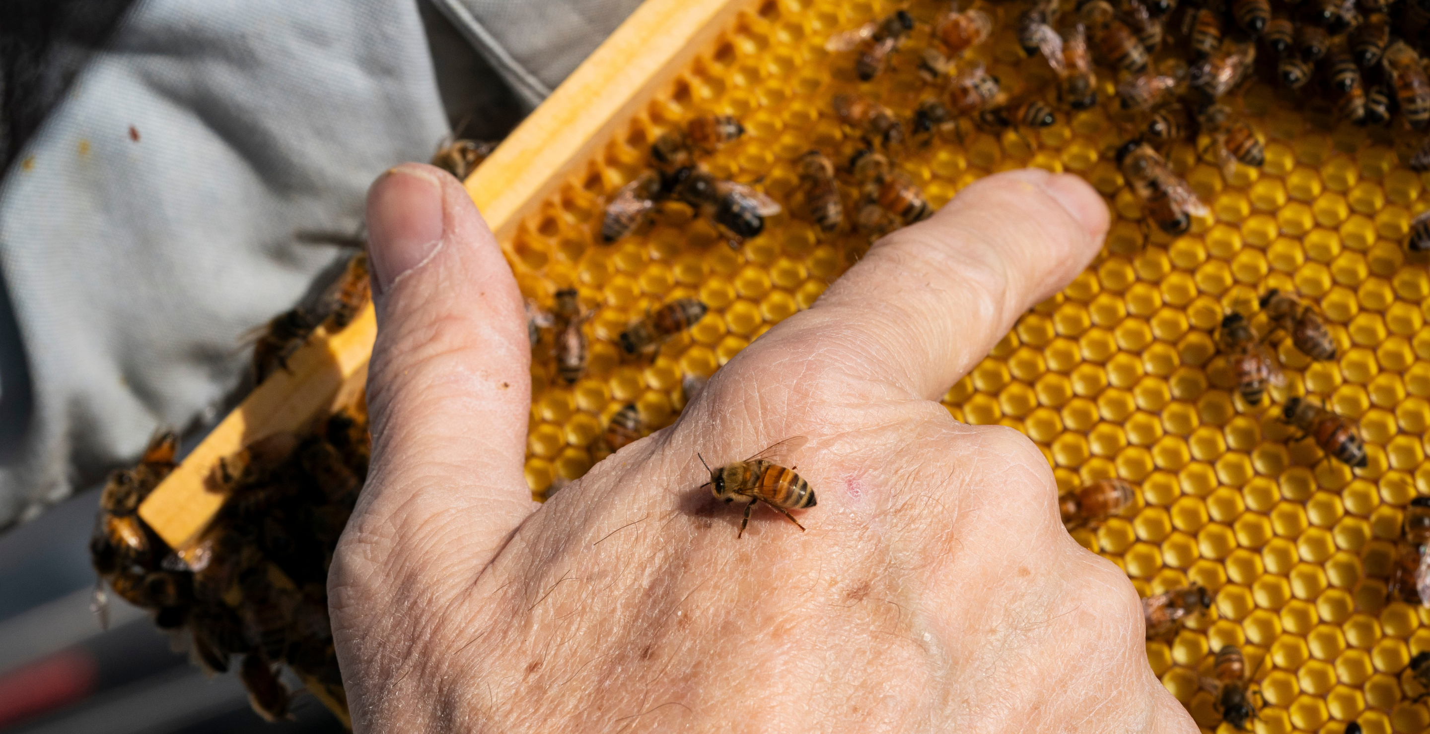 Bee Hive