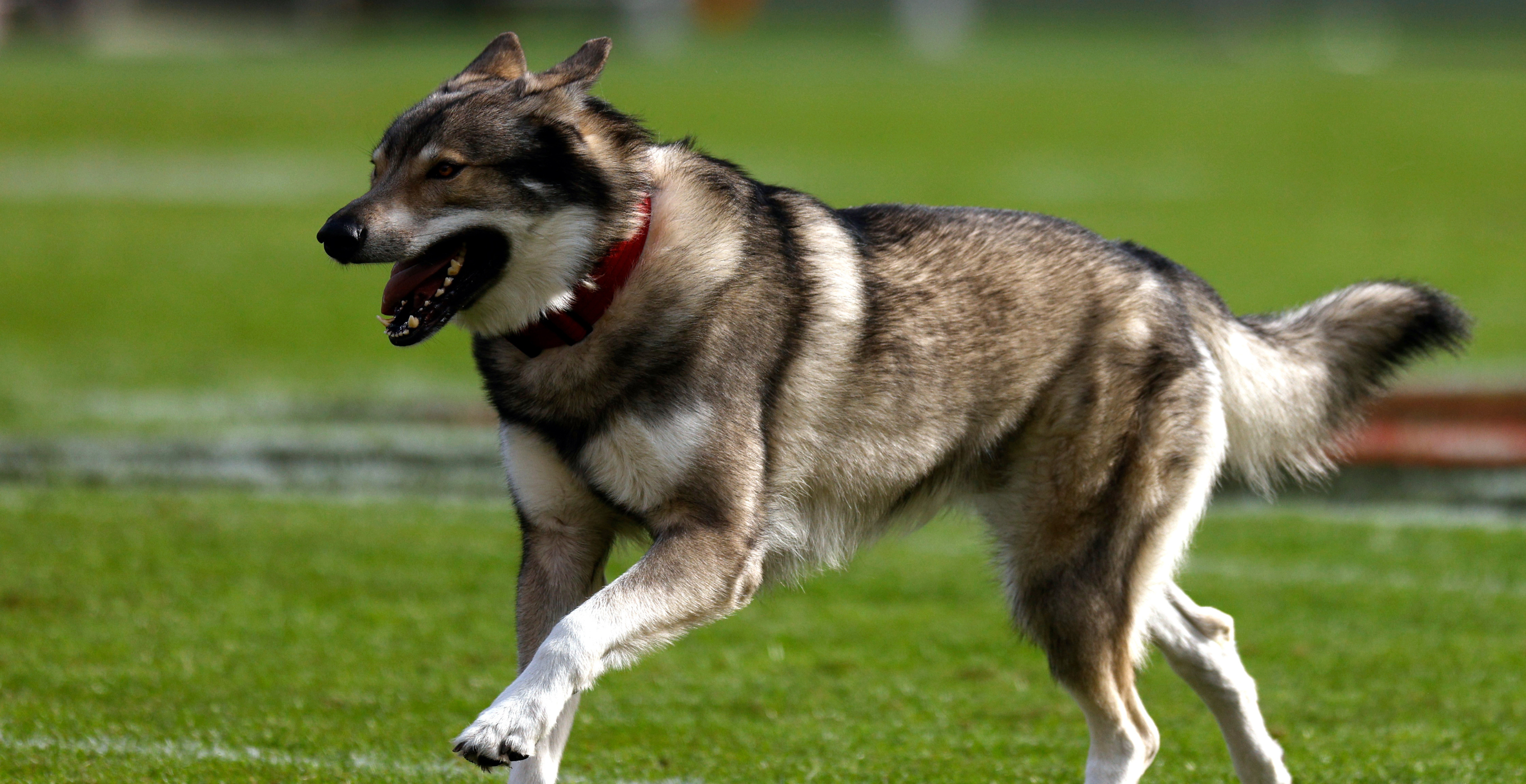 Husky Dog