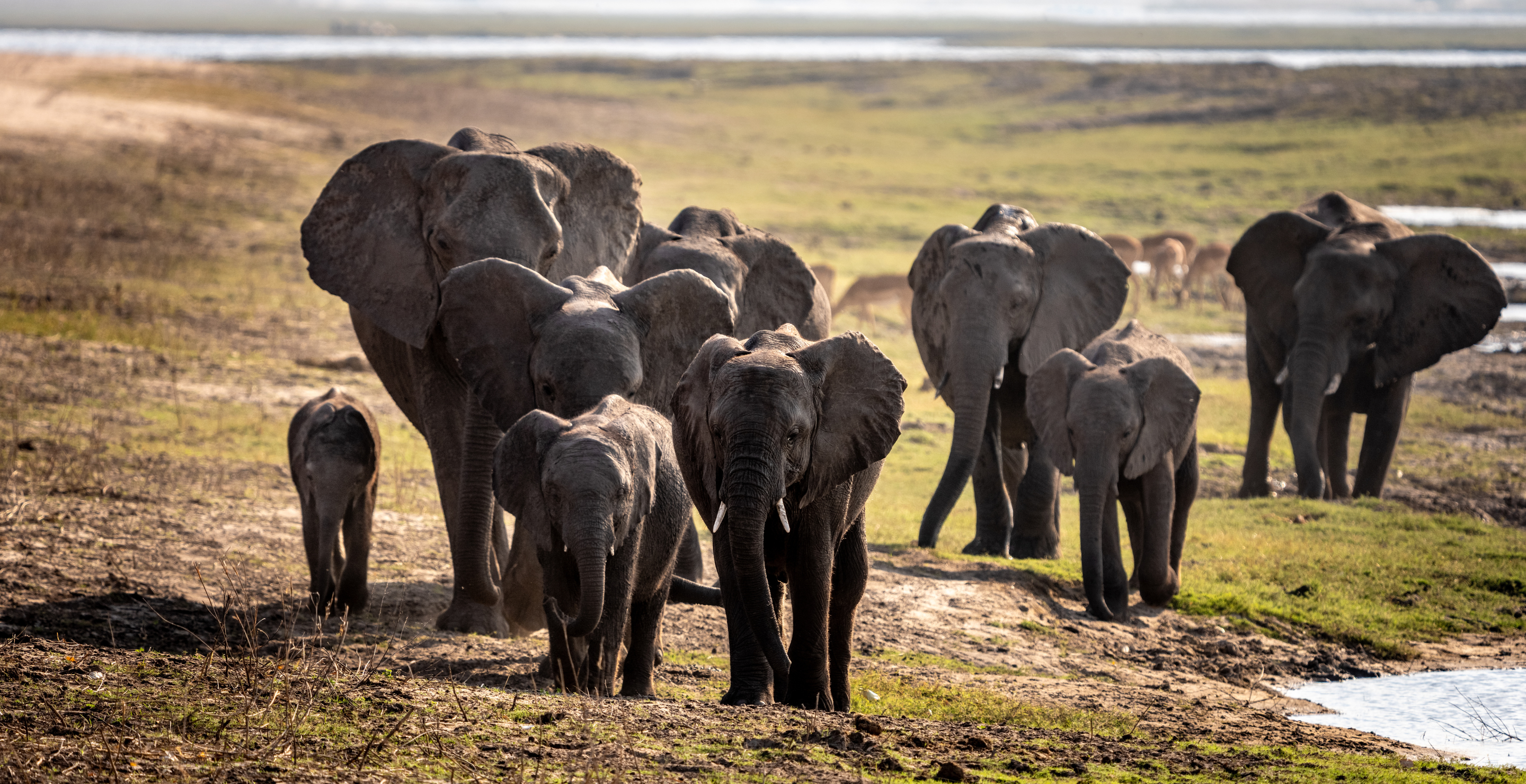 Millionaire Big Game Hunter Killed by Elephant Herd on $40,000 Hunting Trip