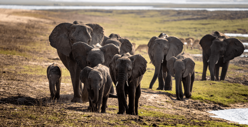 African Elephant herd
