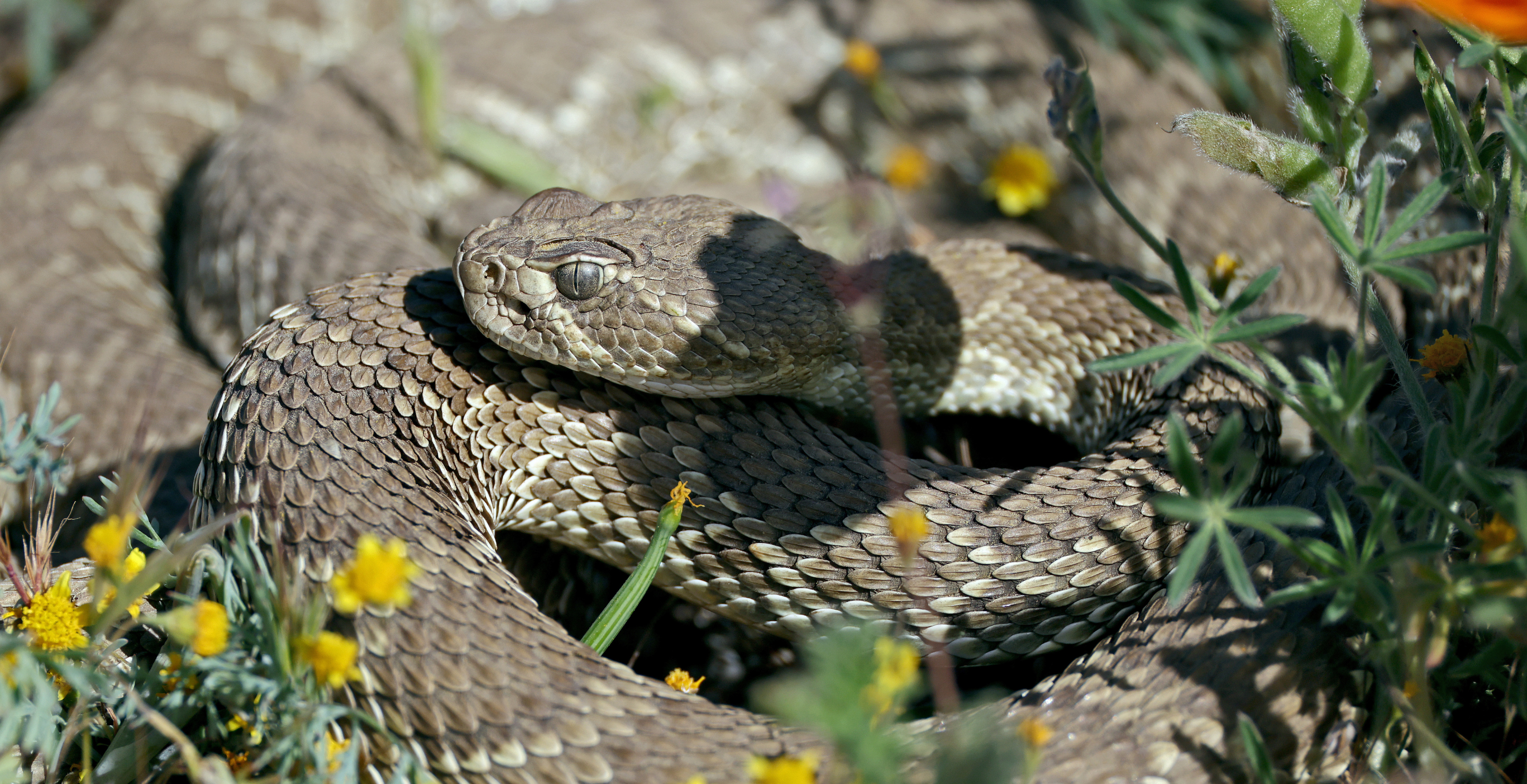 Three Dead After “Unusual” Surge in Snake Bite Incidents Across California