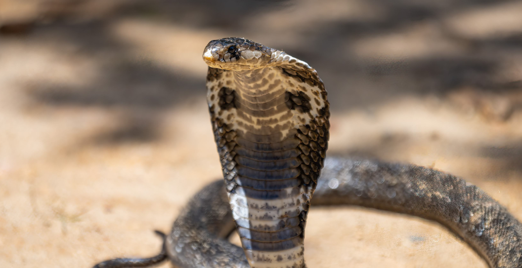 Cobra Snake