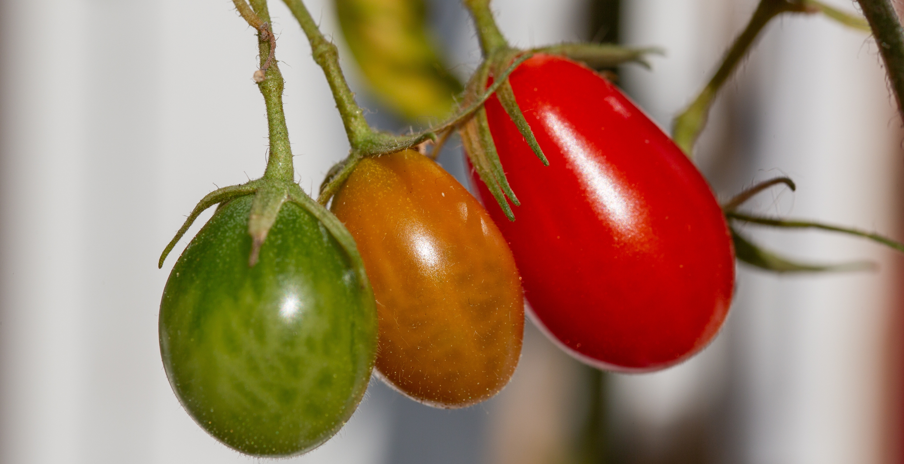 Popular Italian Brand Sued After Being Accused of Lying to Customers: "Tomato Fraud"