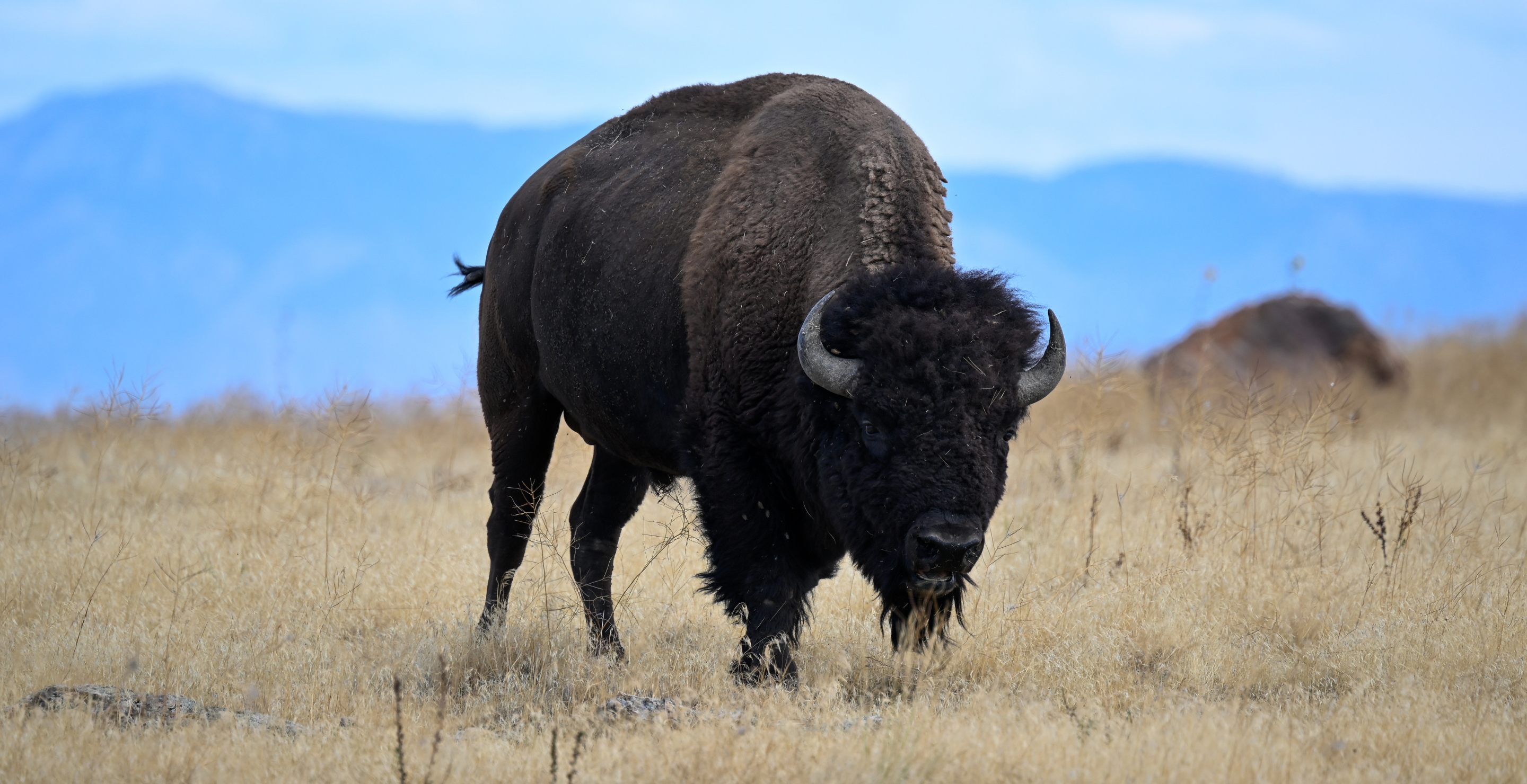 70-Year-Old Woman Dies in Second Recent Bison Attack at South Dakota National Park