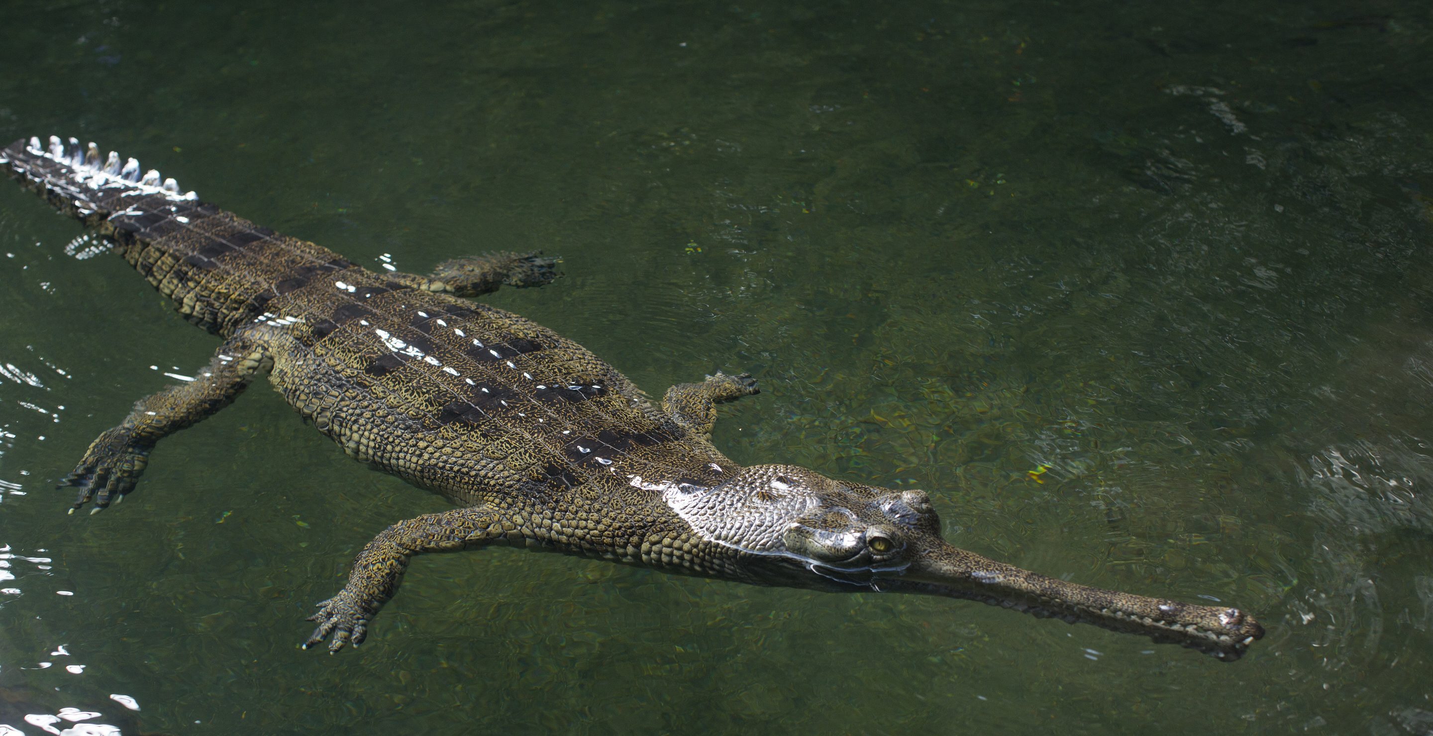 crocodile