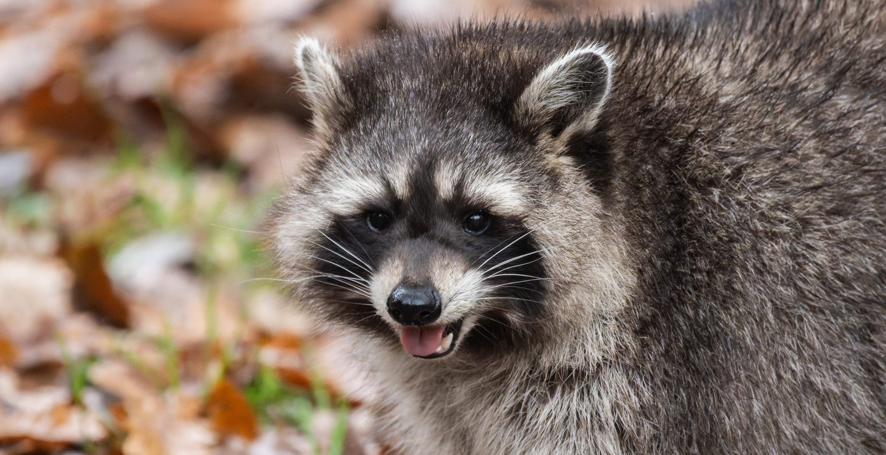Toddler Needs Rabies Shot After Getting Bit by Raccoon on Jungle Gym