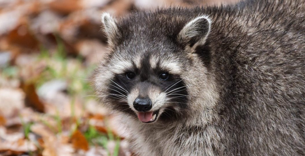 rabies