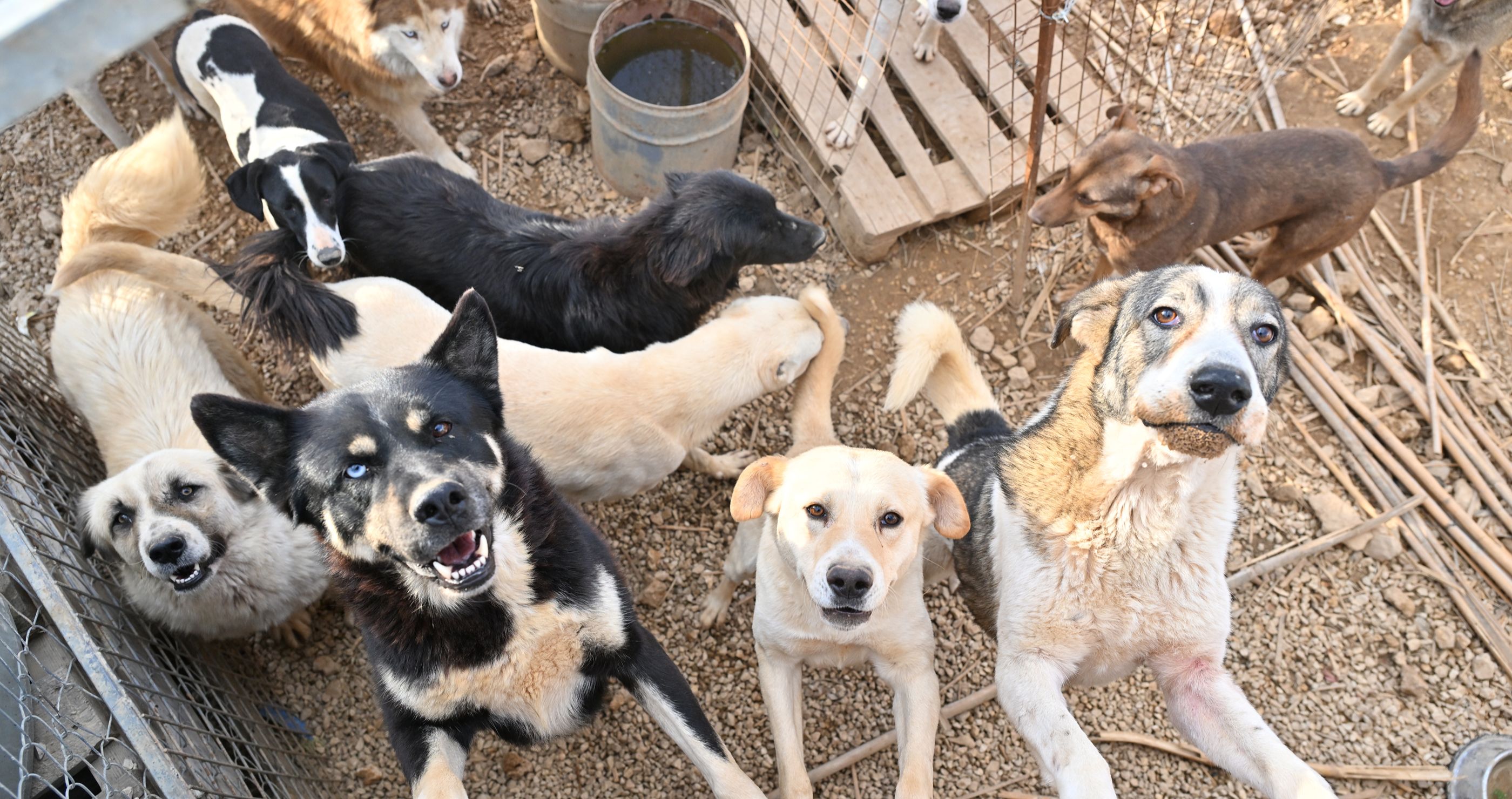 Dogs