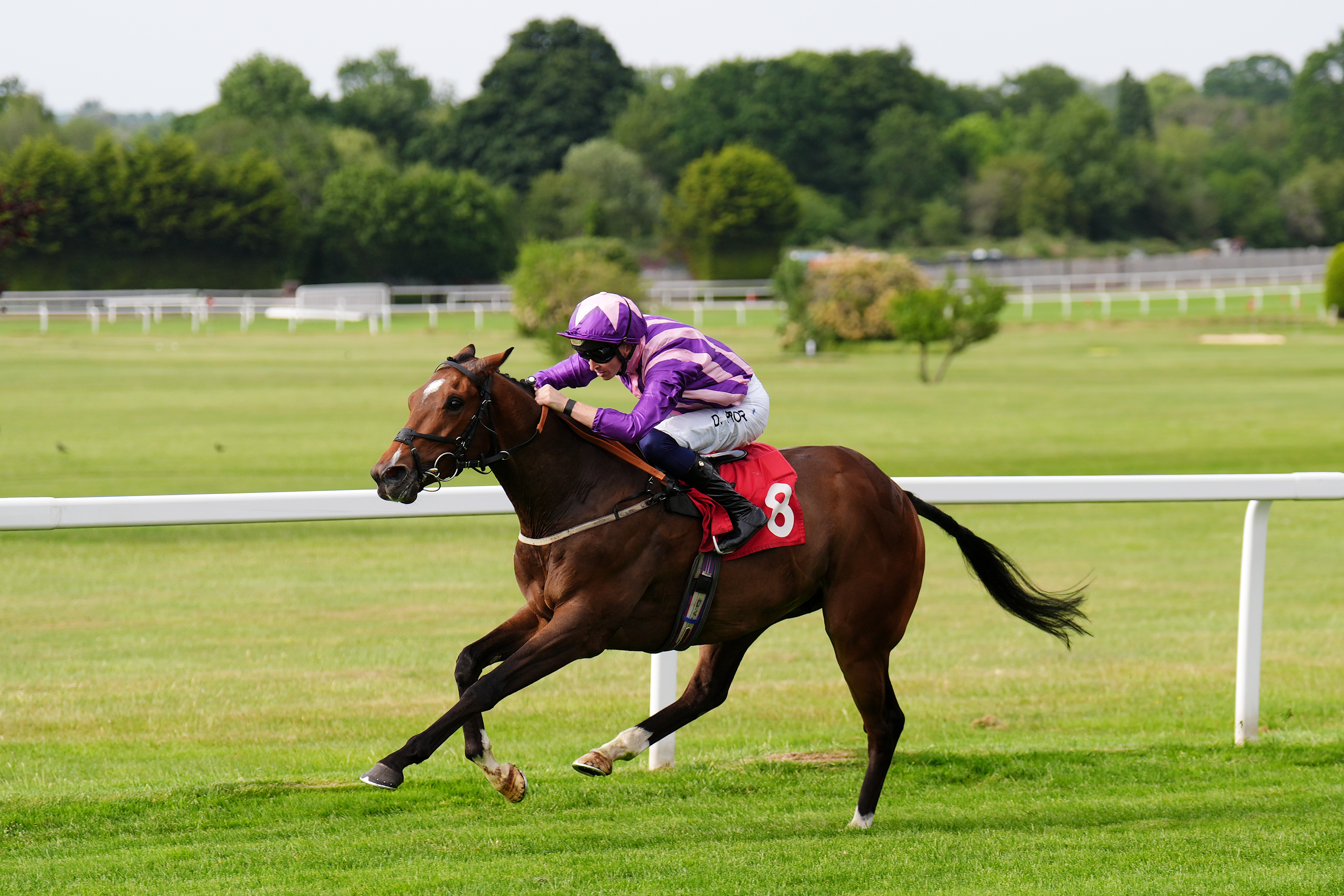 Horse Kick, Horse Racing