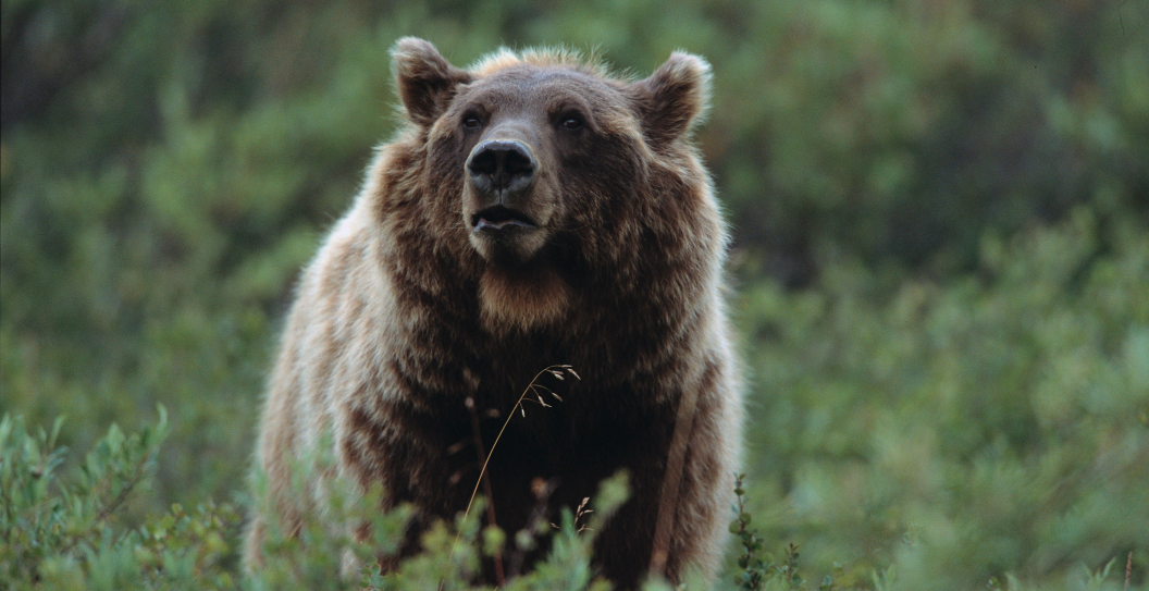 Missing Hiker Killed in Suspected Bear Attack in Montana
