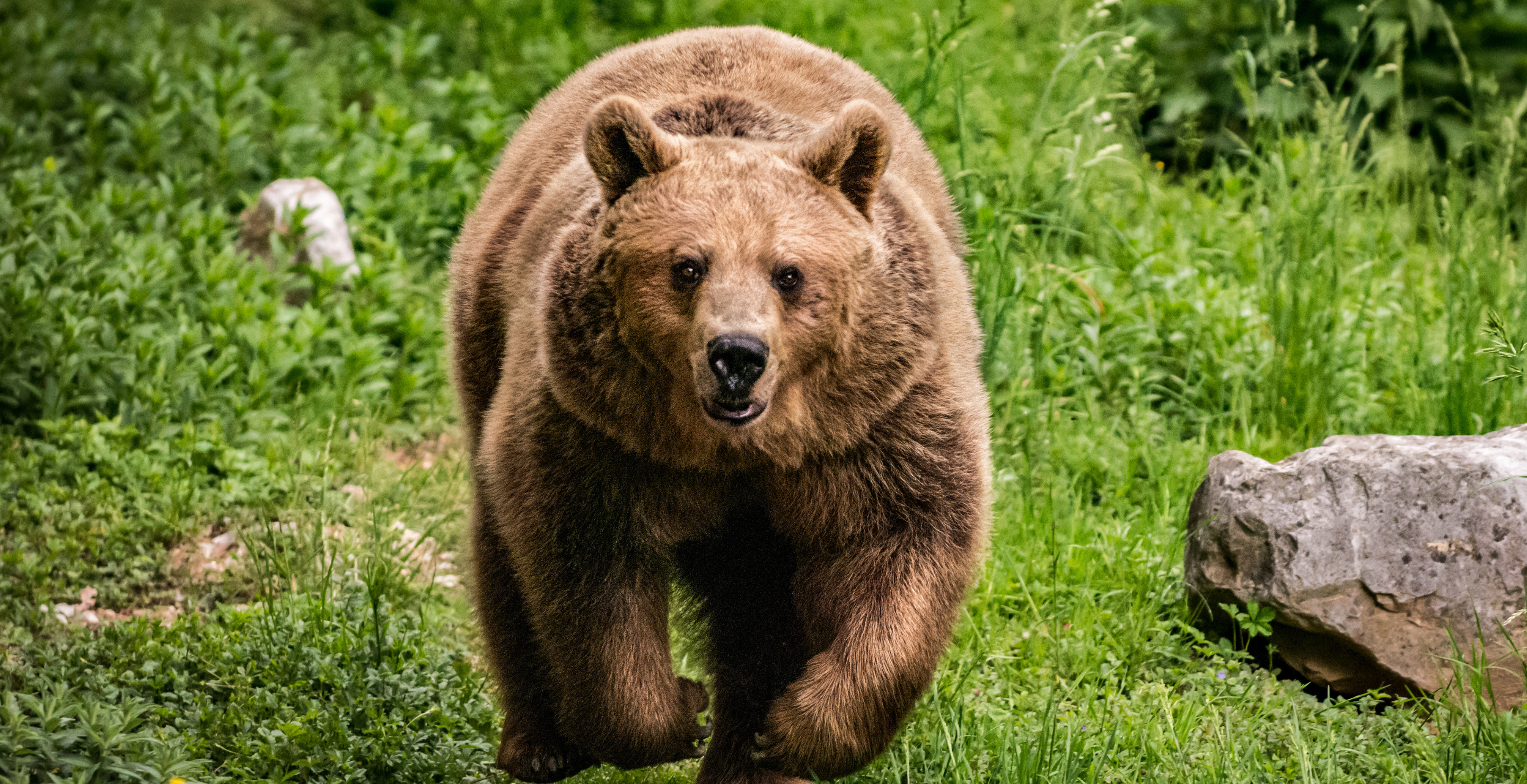Authorities Reveal Terrifying Final Moments of Hiker Killed in Suspected Montana Bear Attack