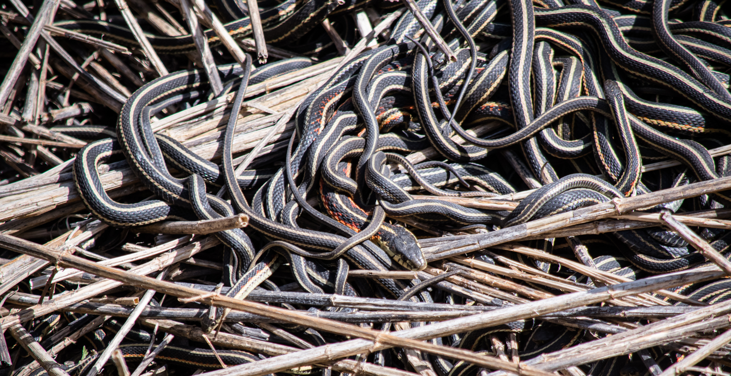 Snake Den Home