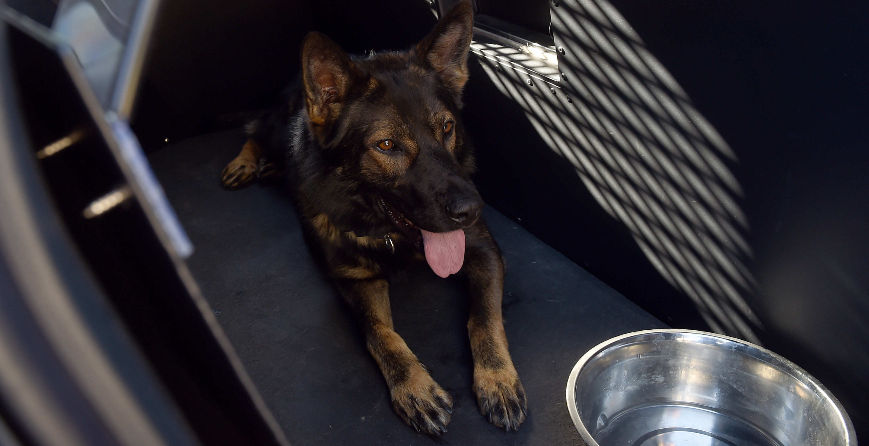 Traffic Stop Cocaine Bust, Police K-9 Dog