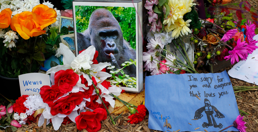 Harambe