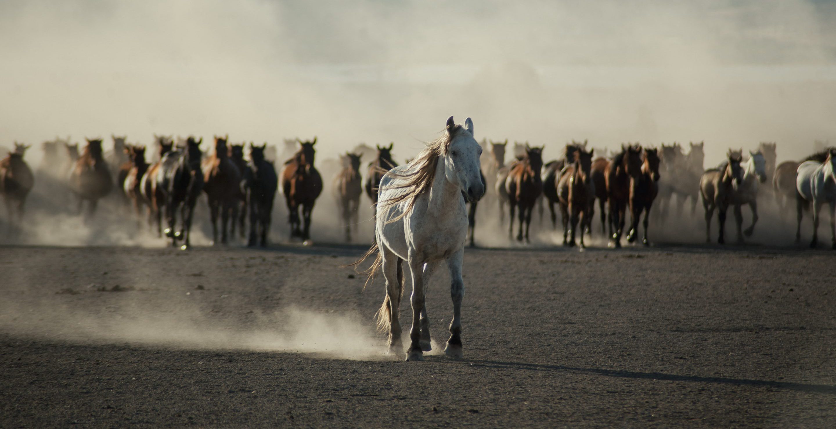 stampede