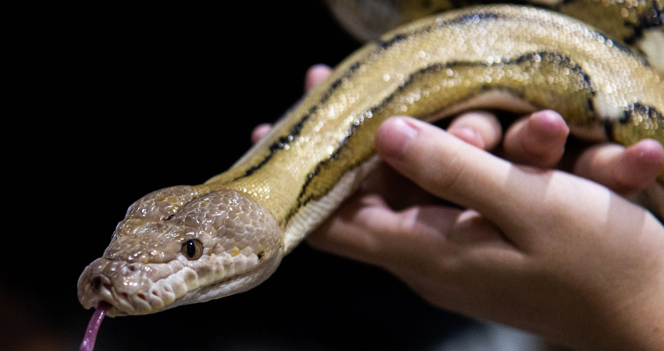 Python