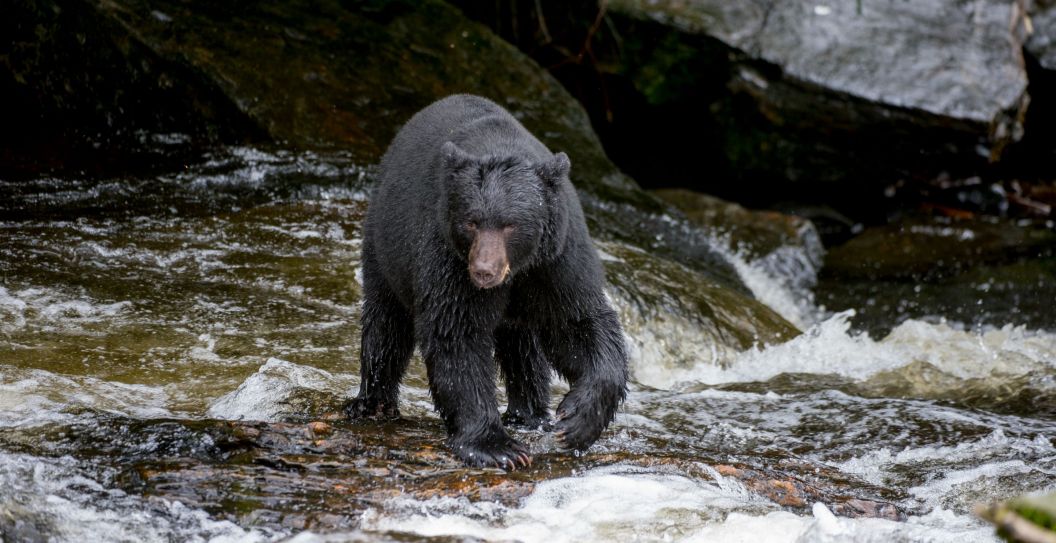 Black Bear
