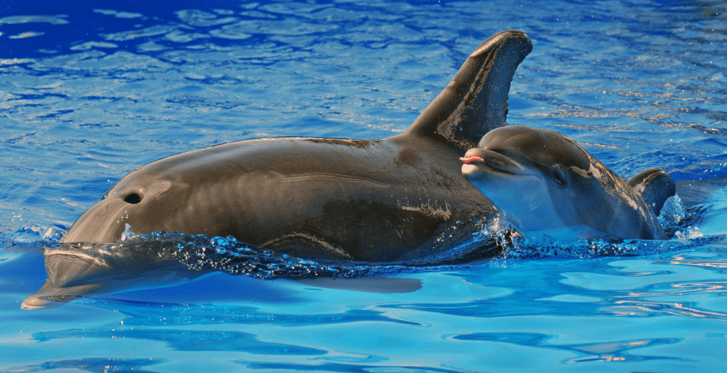 SeaWorld Dottie the Dolphin Died