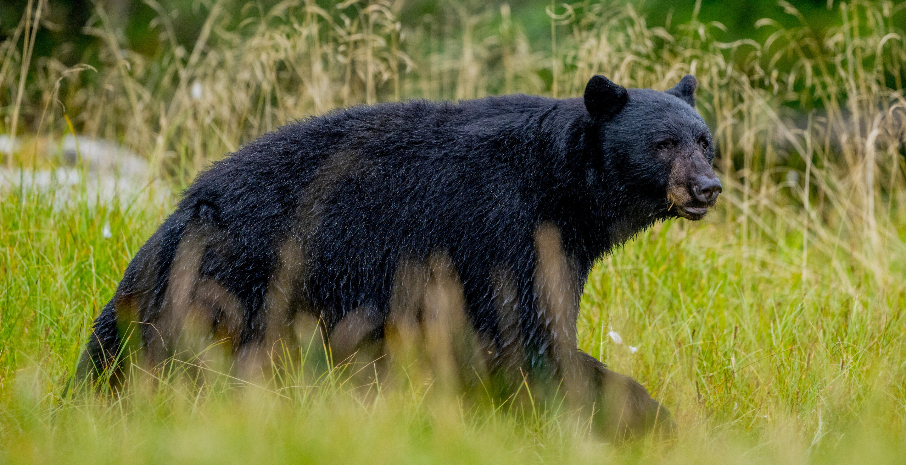 Black Bear Attack
