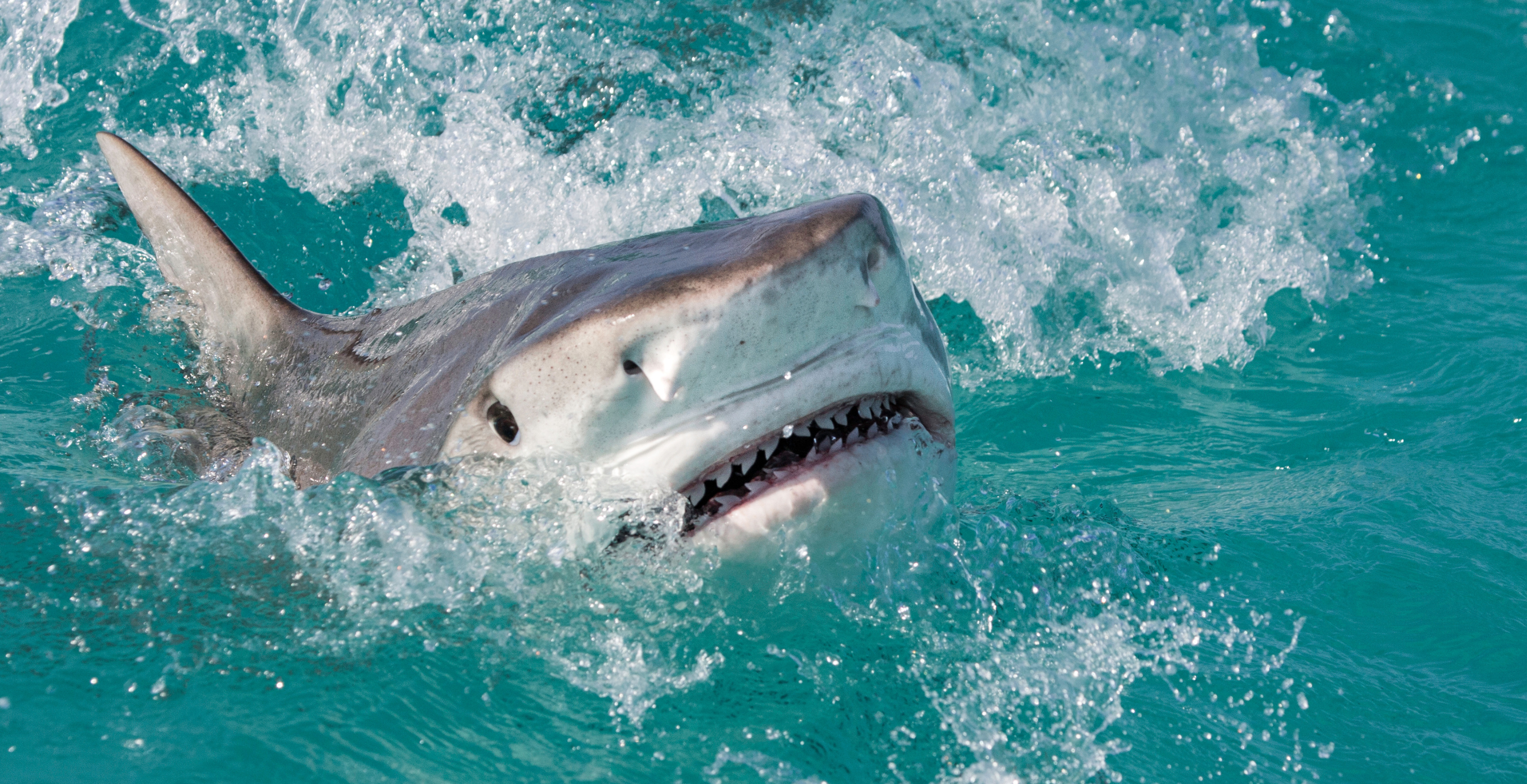 Shark Attack